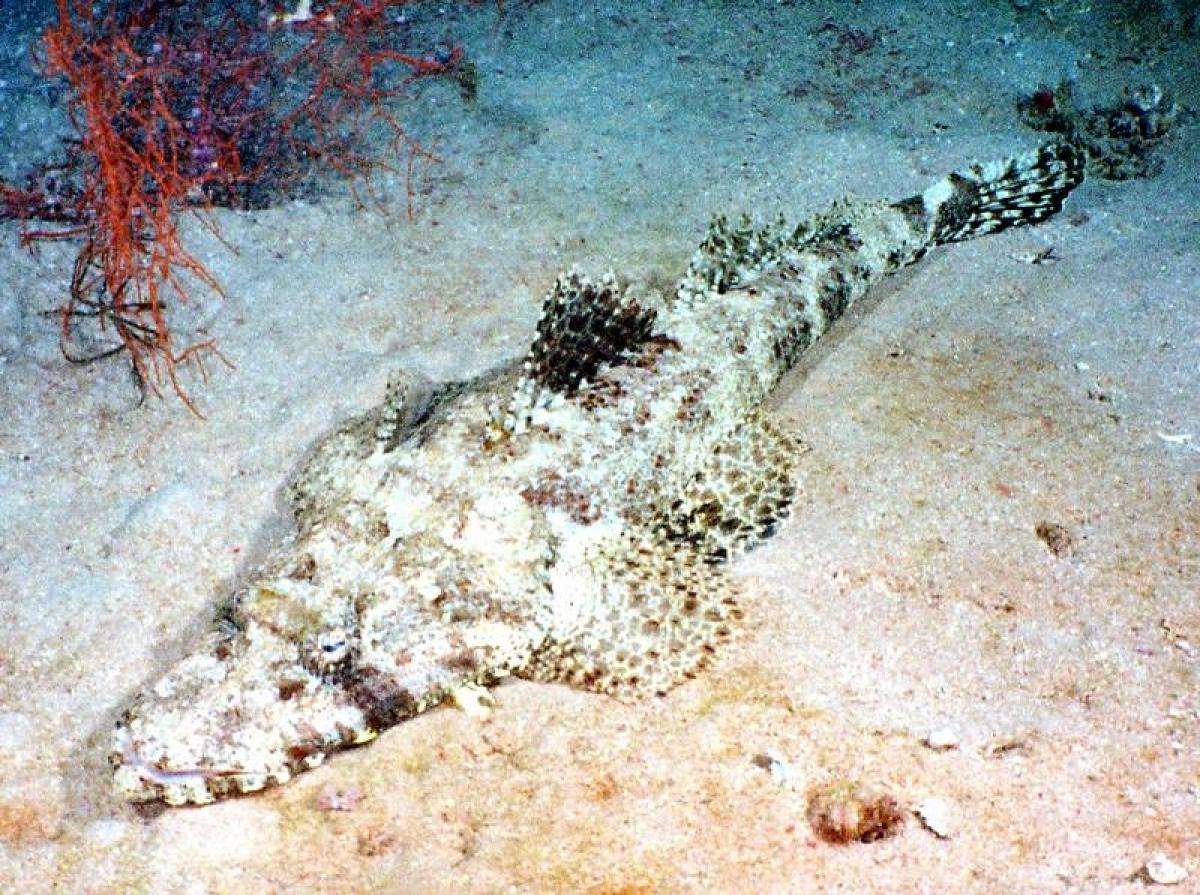 Великий корабель, який затонув у 1941 році, став домівкою для справжніх хижаків 1 Великий корабель, який затонув у 1941 році, став домівкою для справжніх хижаків