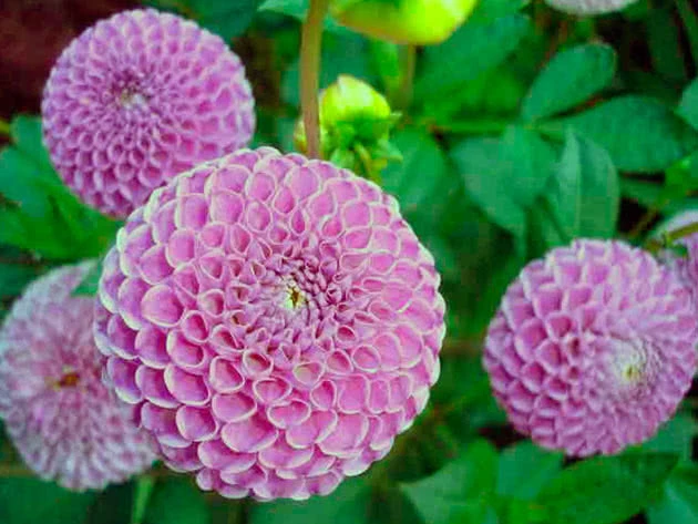 Жоржини помпонні — куляста елегантність у вашому саду 3