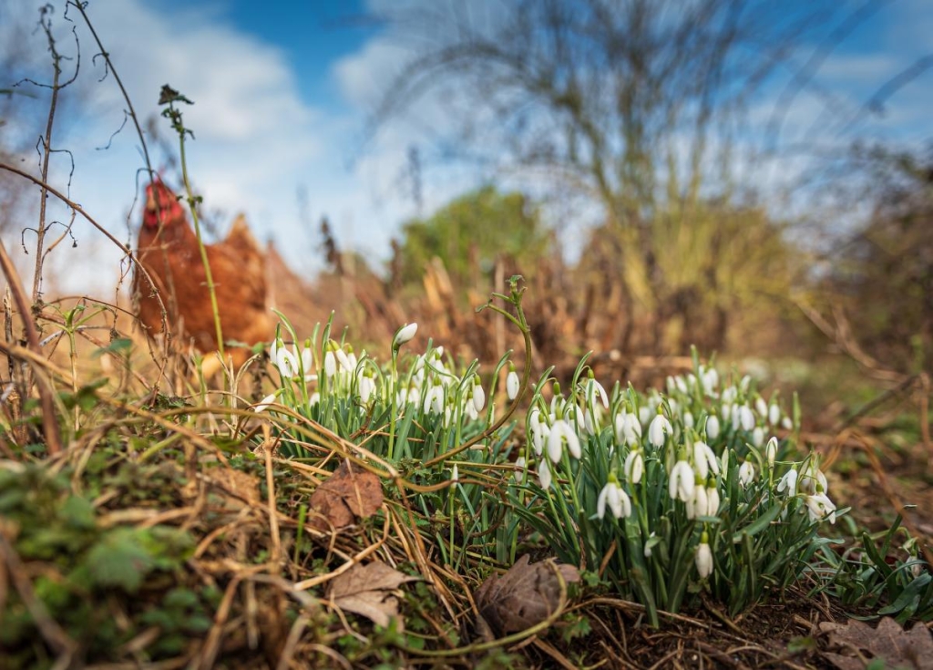12 березня відзначаємо свято в Україні: що потрібно зробити вдома для сімейного щастя
