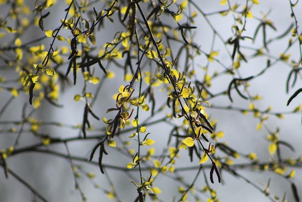 29 березня: церковне свято сьогодні, що зробити в домі для захисту від зла та нечисті