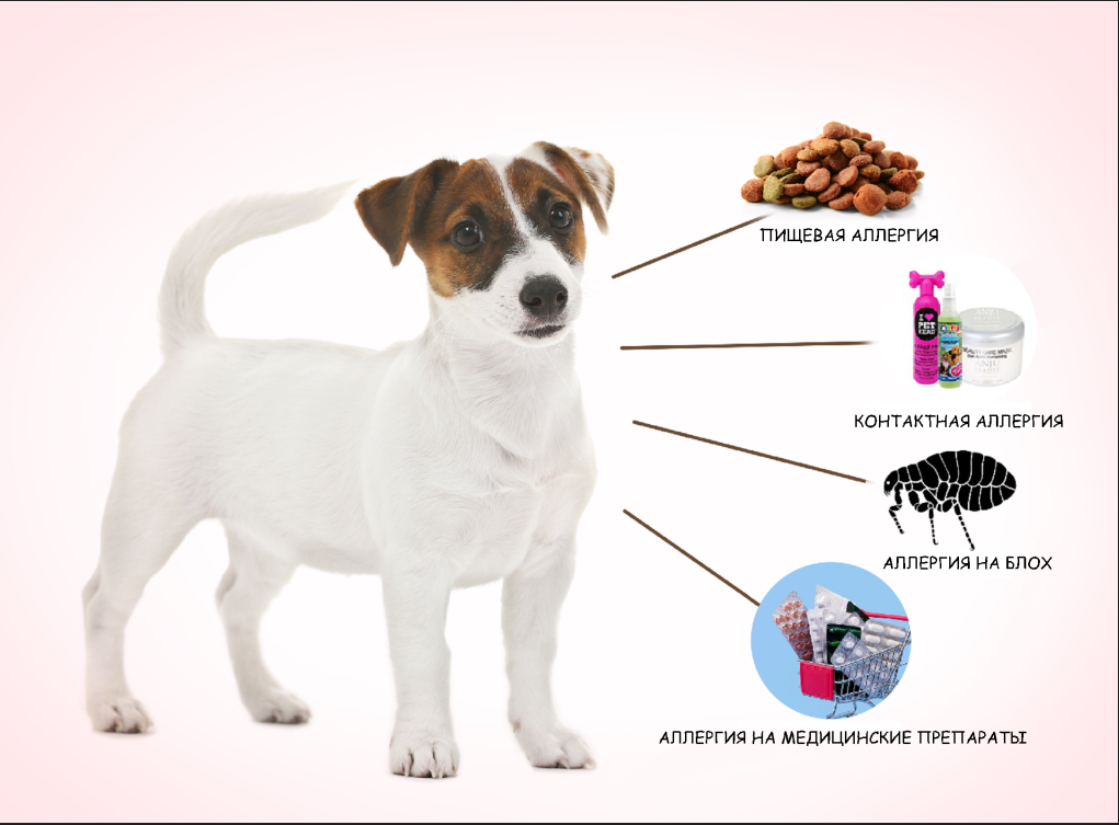 Аллергия у собак: как распознать и чем заменить корм 1