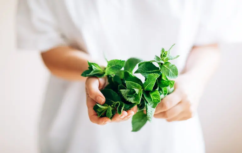 Чому м’ята створює відчуття холоду - відкрито механізм роботи рецептора TRPM8 - новини науки 1