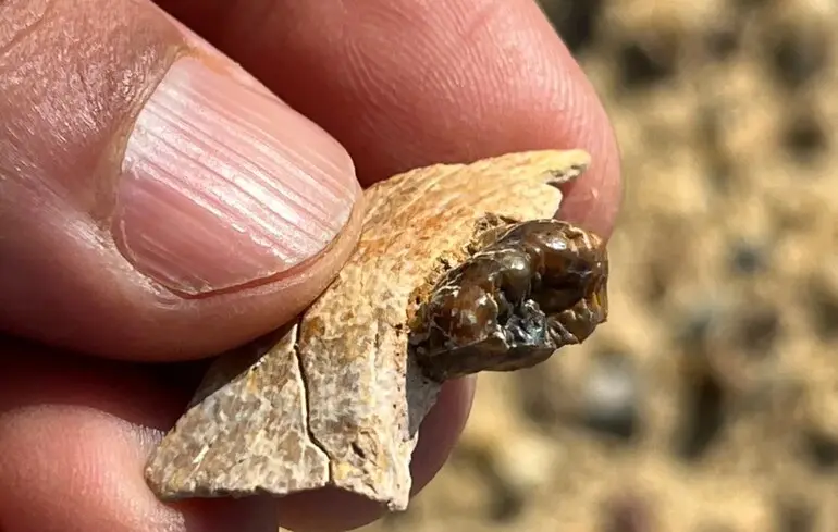 Де жив спільний предок мавп і людини - вчені зробили несподіване відкриття в Єгипті - фото 1