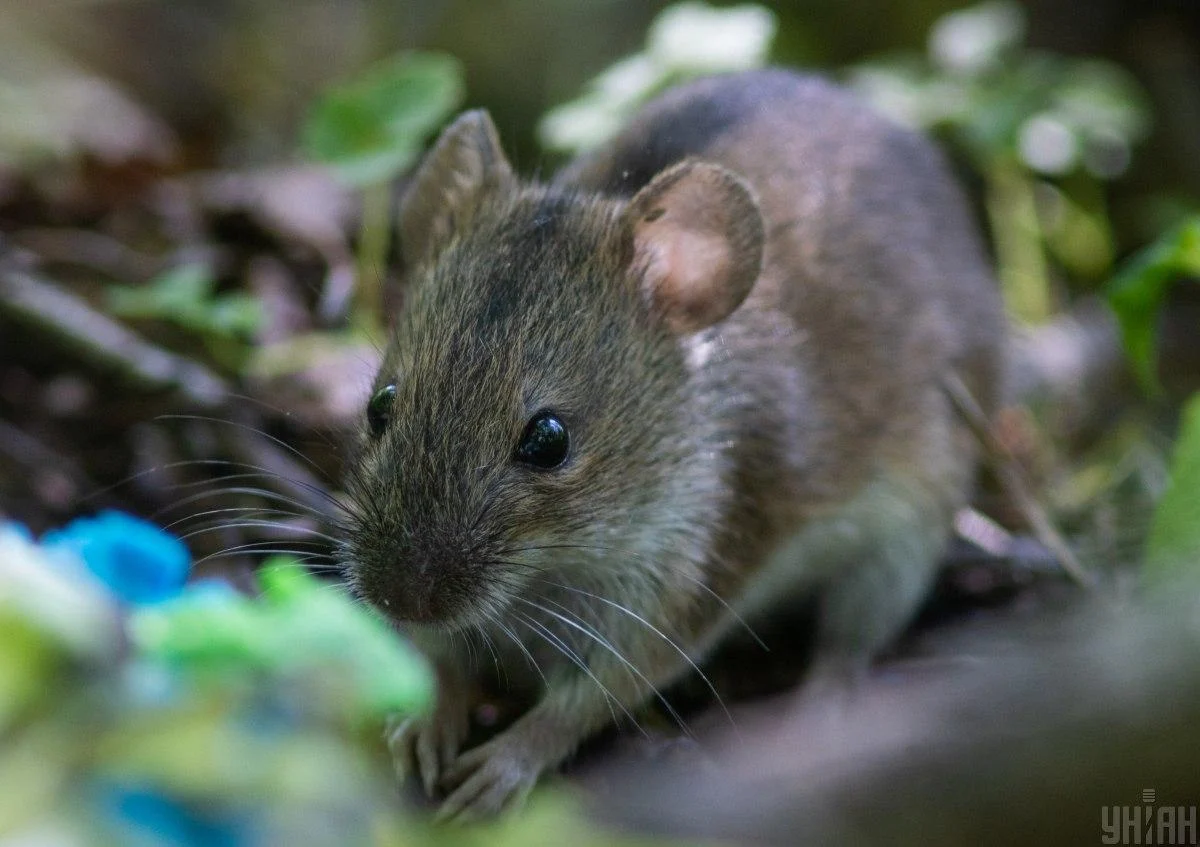 Фінал був зловісним: 20-річний експеримент з клонування мишей дійшов до межі