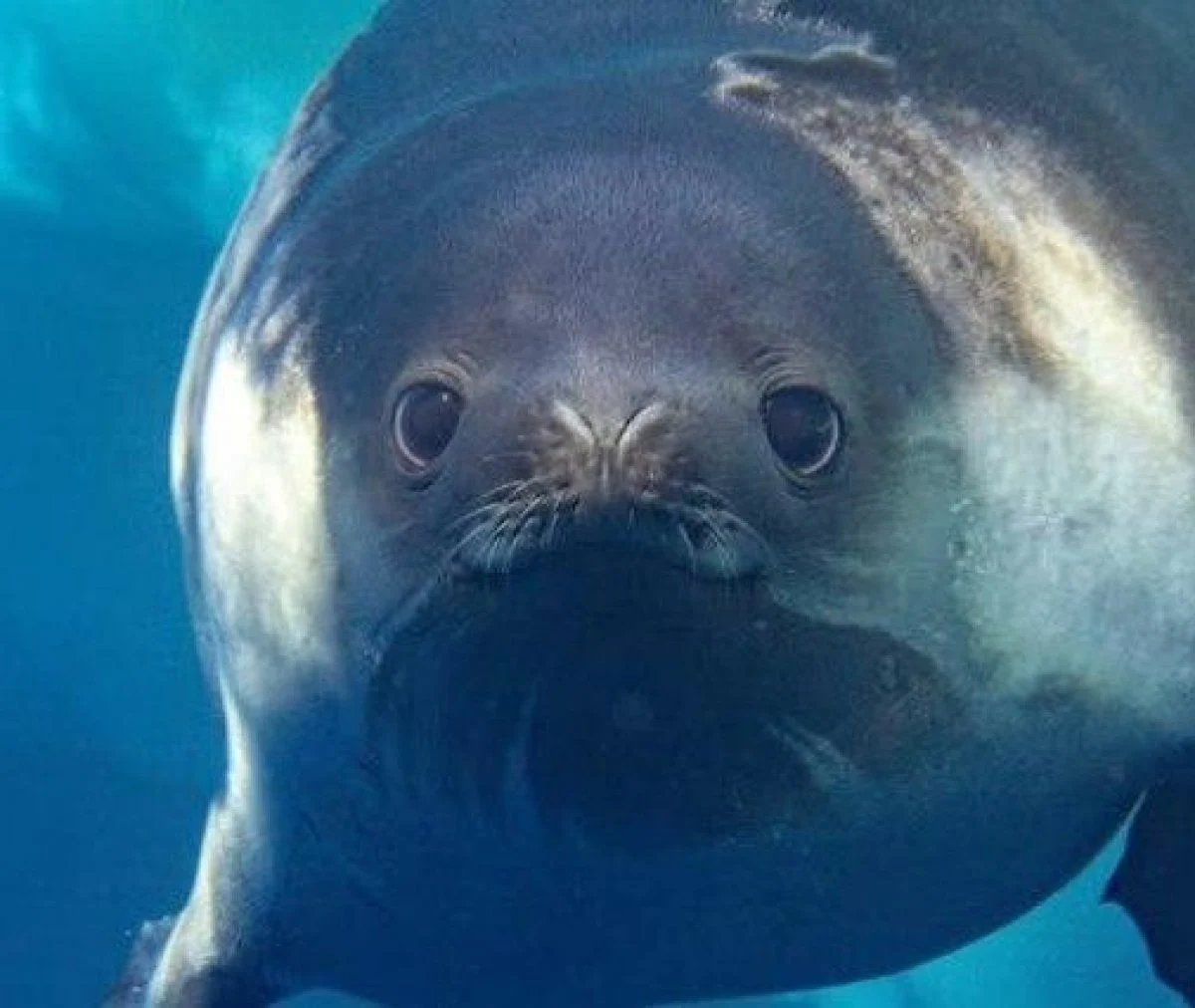 Глибоководна камера зафіксувала "невловимий вид" тюленя