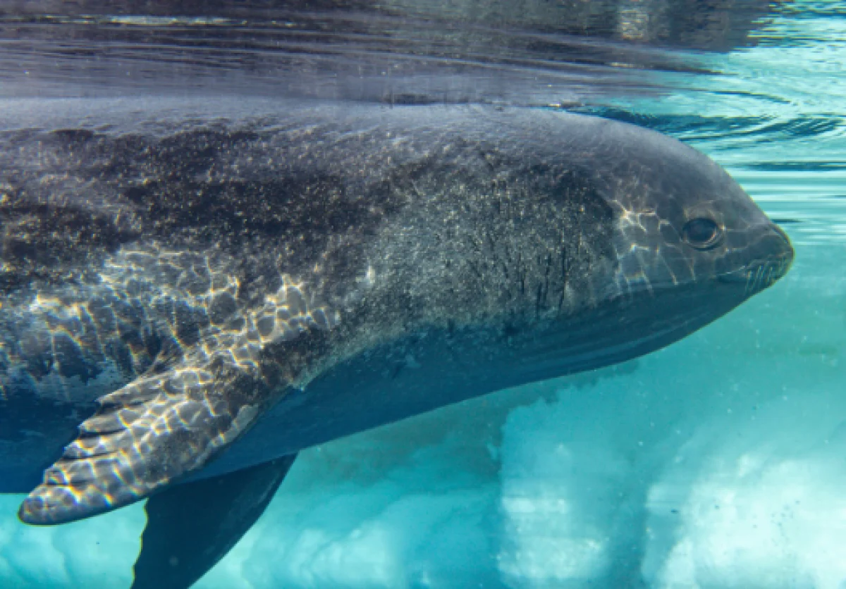 Глибоководна камера зафіксувала "невловимий вид" тюленя