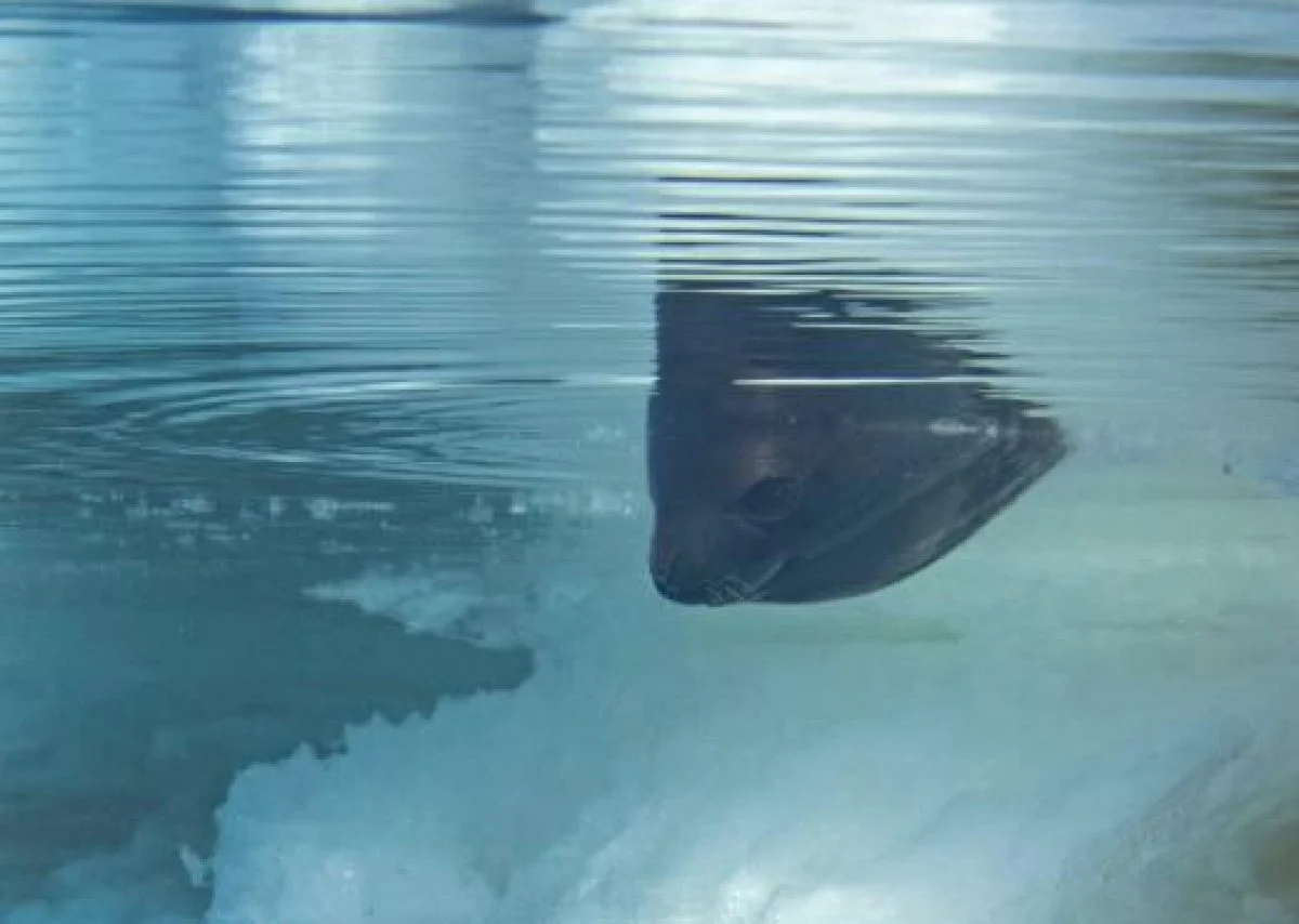 Глибоководна камера зафіксувала "невловимий вид" тюленя