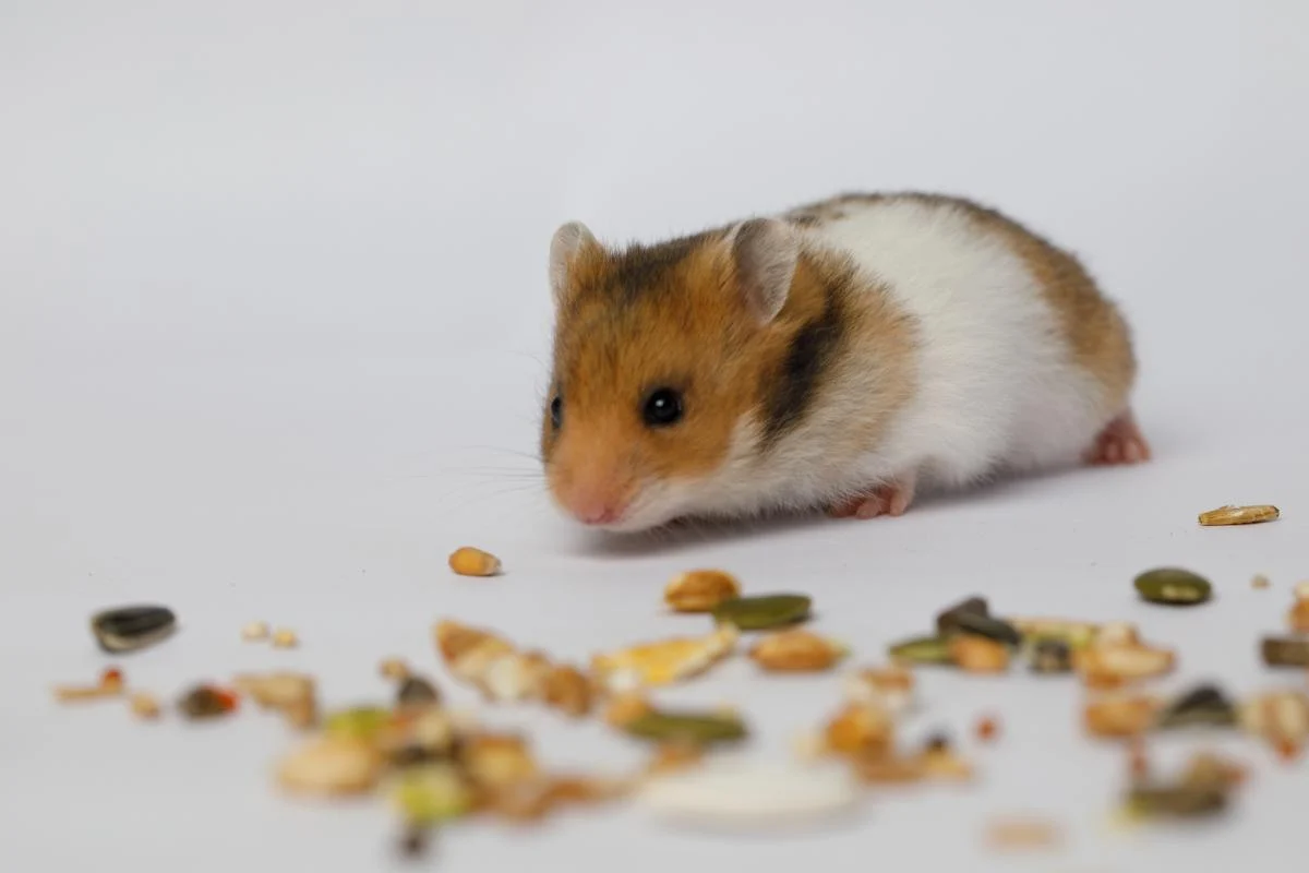 Хом’як щодня втікав із клітки: власниці довелося розслідувати причину за допомогою камери 1 Хом’як щодня втікав із клітки: власниці довелося розслідувати причину за допомогою камери