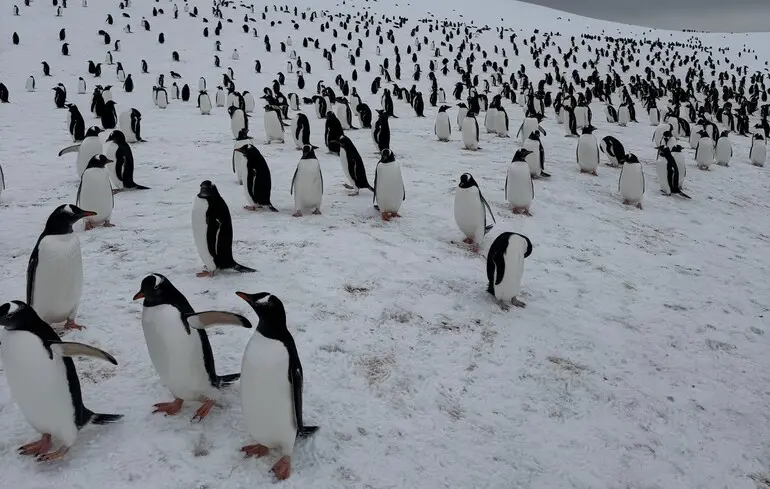 Як рахують пінгвінів - українські полярники показали процес обрахунку на станції Академік Вернадський - новини науки 1