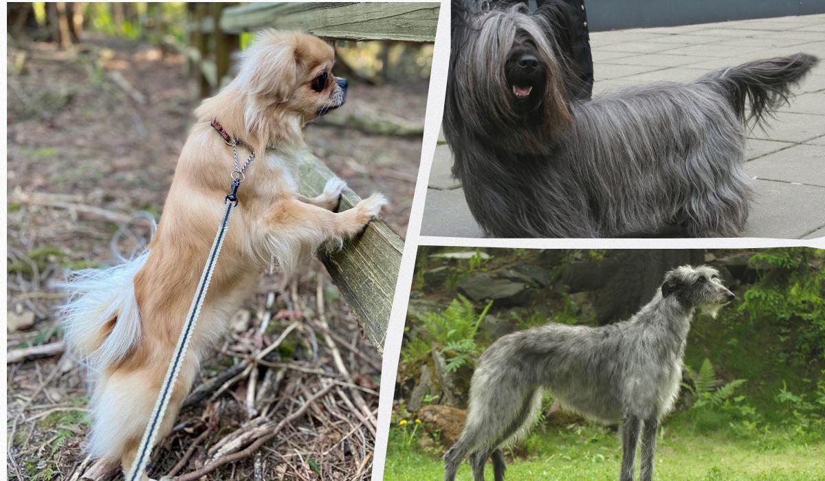 Які собаки будуть завжди відданими та лагідними: експерт назвав топ-5 порід 1 Які собаки будуть завжди відданими та лагідними: експерт назвав топ-5 порід