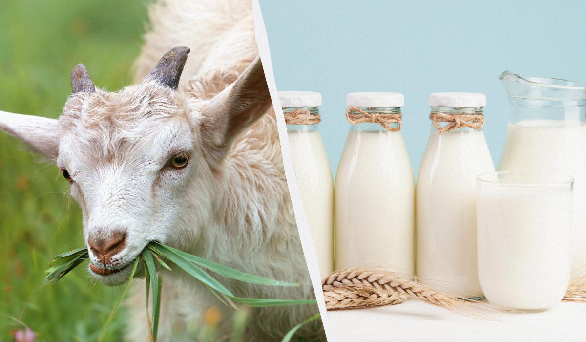 Козяче чи коров’яче: лікарка пояснила, яке молоко насправді корисніше 1 Козяче чи коров’яче: лікарка пояснила, яке молоко насправді корисніше