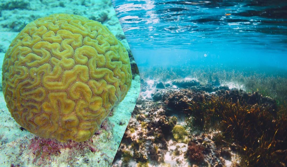 На "мертвому дні" океану дослідники знайшли цілий новий світ з підводних коралів 1 На "мертвому дні" океану дослідники знайшли цілий новий світ з підводних коралів