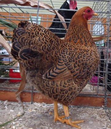 Названо 5 найкращих у світі порід яєчних курей: несуться щодня і прості у догляді