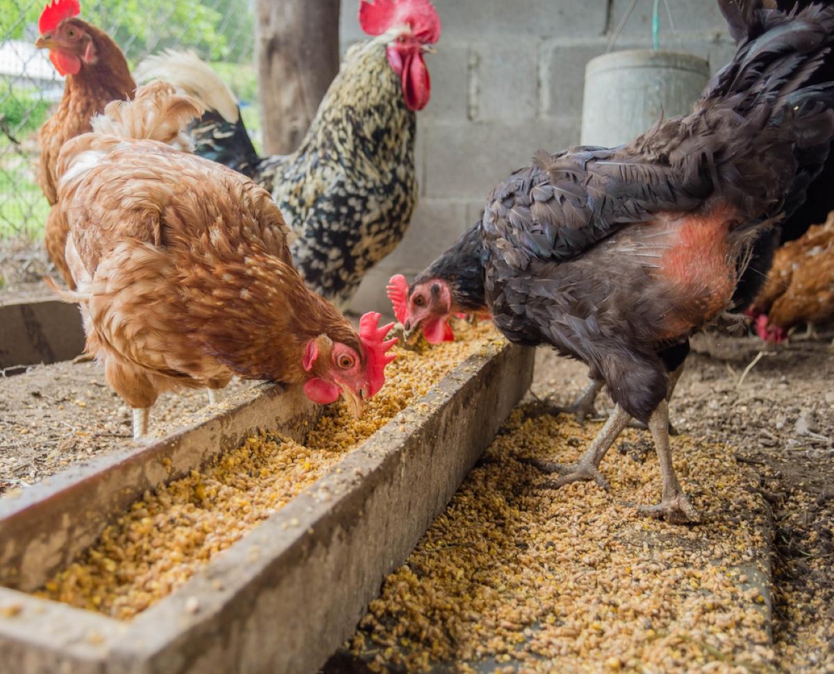 Названо 5 найкращих у світі порід яєчних курей: несуться щодня і прості у догляді