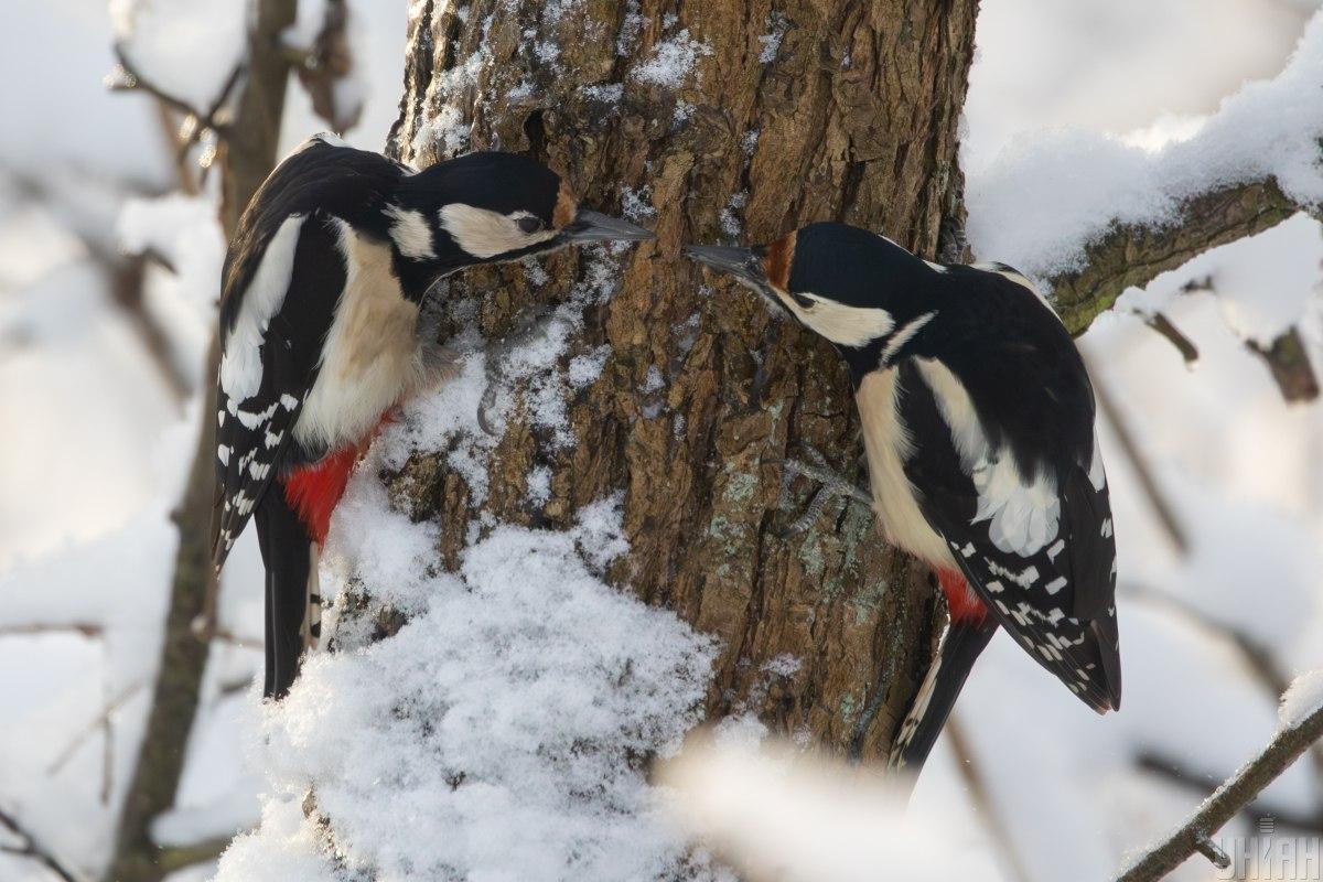 Просте спостереження за птахами може уповільнити старіння мозку, - вчені