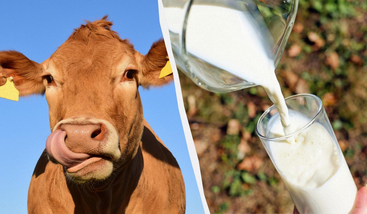 Саме це молоко - найкорисніше: лікар назвав несподіваного фаворита