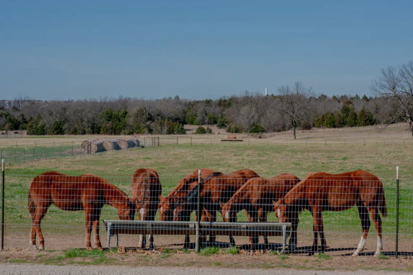 Справжні індіанці: семіноли стали першим корінним народом, хто заборонив дата-центри на своїй землі 2