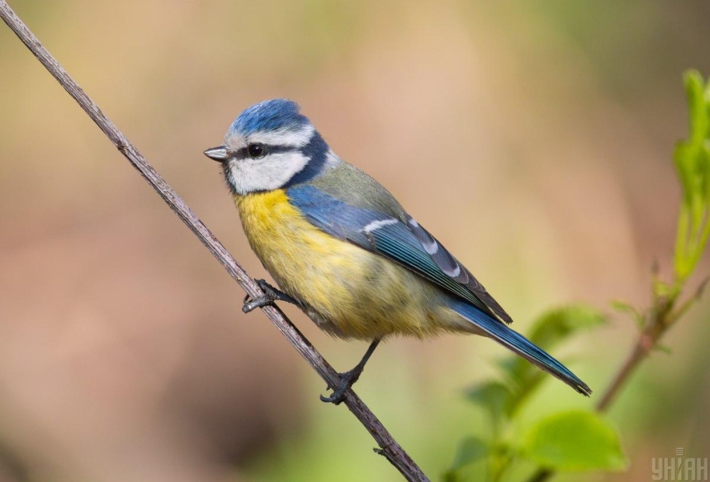 Свято 7 березня 2026: прикмети цього дня, що заборонено робити в кожному будинку