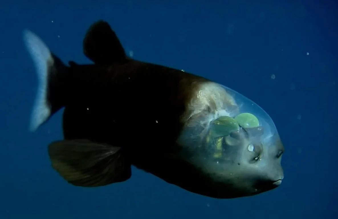 У глибинах океану, де вічна темрява, знайшли рибу з унікальним зором: у чому її феномен 1 У глибинах океану, де вічна темрява, знайшли рибу з унікальним зором: у чому її феномен