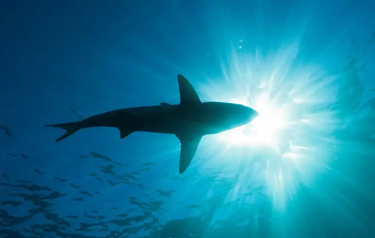 У тілах акул на Багамах знайшли кокаїн - звідки він узявся, чим це небезпечно 1