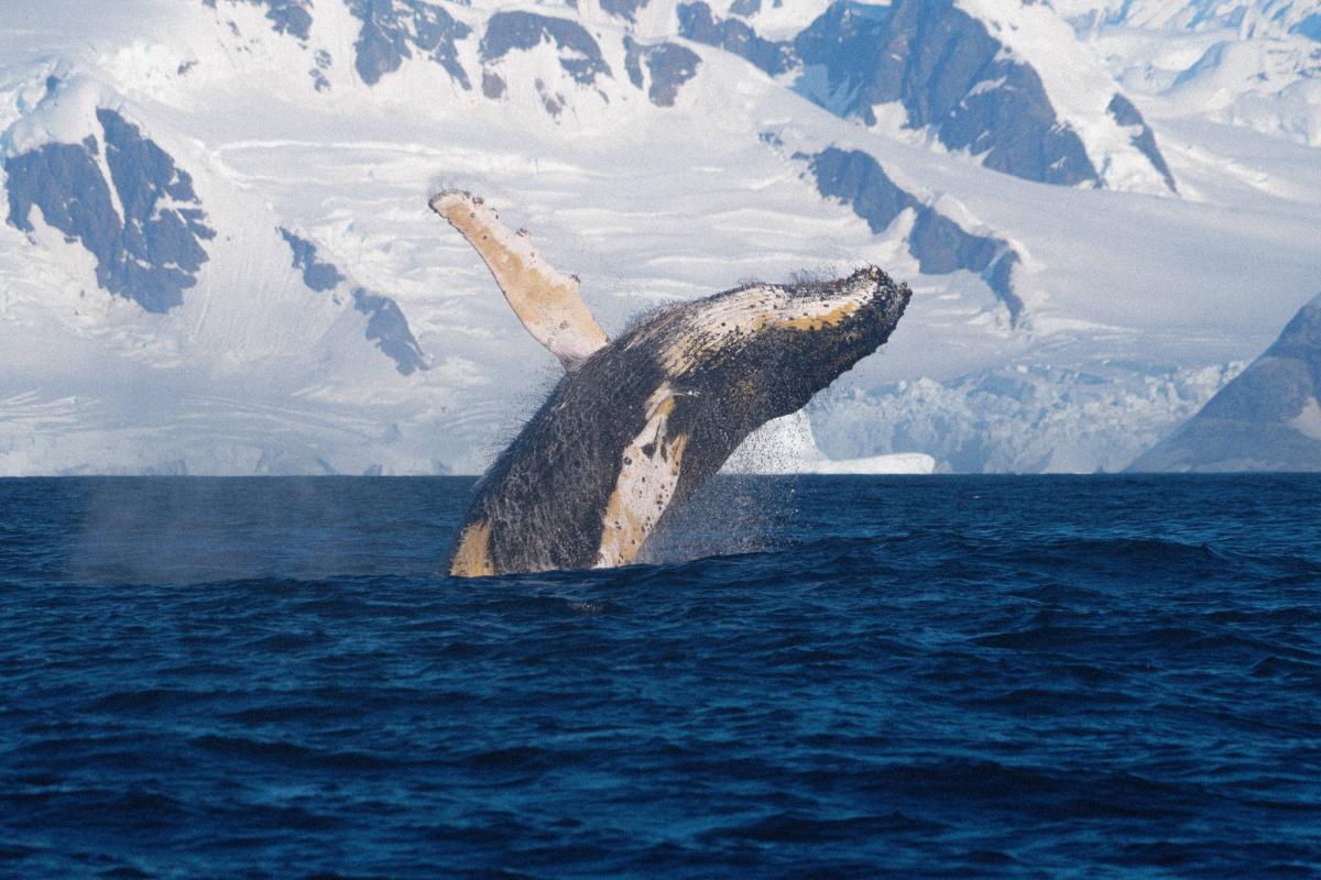 "В Антарктиці видно центр нашої галактики. Таке відчуття, що ти зовсім близько до космосу", – керівниця 31-ї УАЕ Анжеліка Ганчук 6 "В Антарктиці видно центр нашої галактики. Таке відчуття, що ти зовсім близько до космосу", – керівниця 31-ї УАЕ Анжеліка Ганчук
