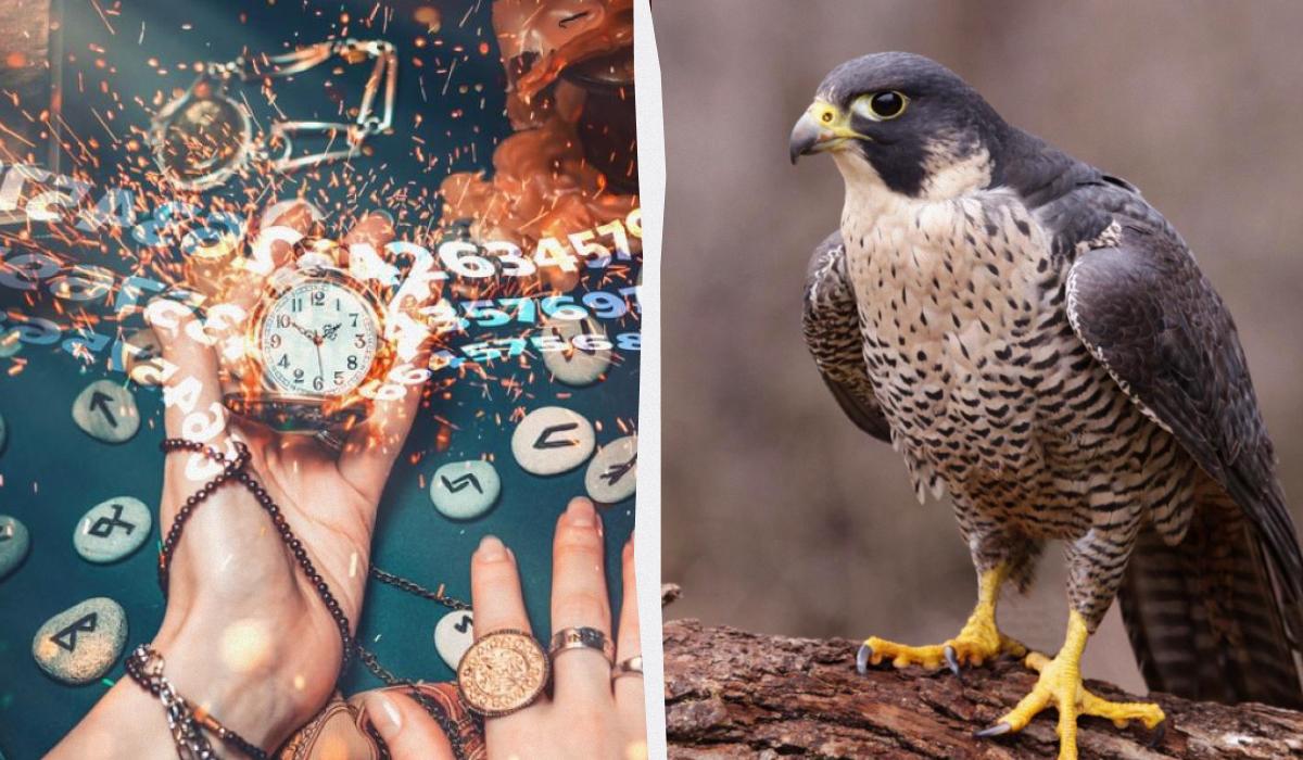 Від сокола до сови: дізнайтеся, яка ви пташка за датою народження
