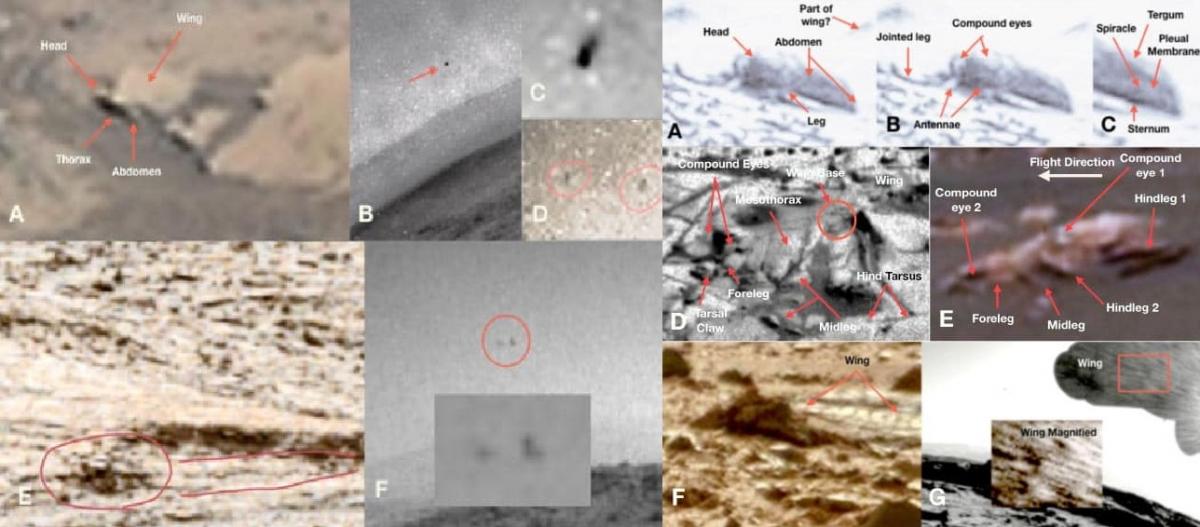 Життя на Марсі: на знімках NASA виявили сліди бджіл і рептилій 2 Життя на Марсі: на знімках NASA виявили сліди бджіл і рептилій
