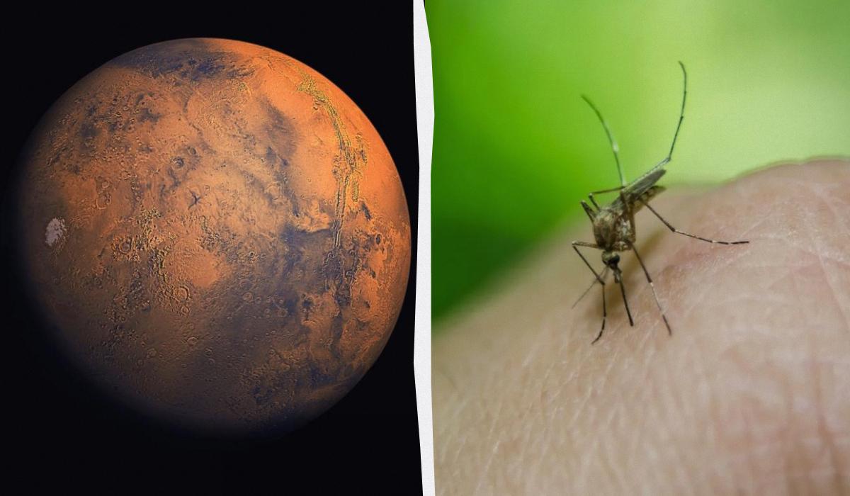 Життя на Марсі: на знімках NASA виявили сліди бджіл і рептилій 1 Життя на Марсі: на знімках NASA виявили сліди бджіл і рептилій