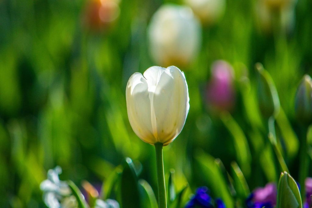 1 травня: церковне свято сьогодні, що не можна позичати сусідам цього дня