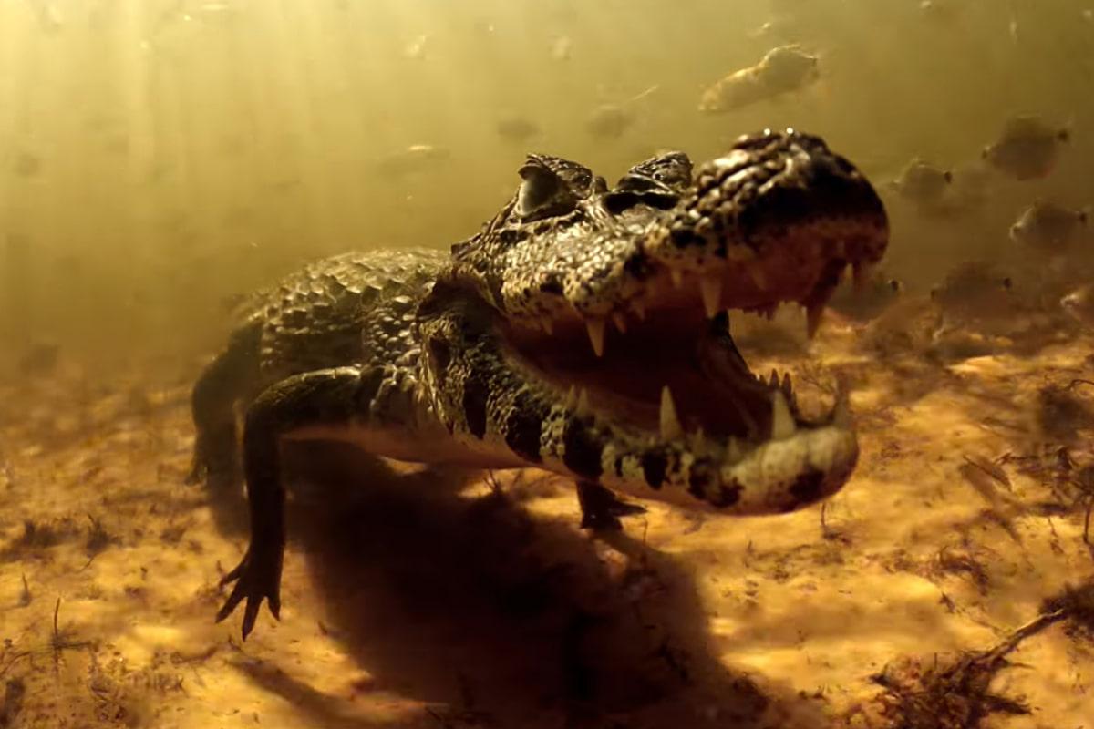10 мільйонів крокодилів і вбивчі хижаки: цей район вважається найнебезпечнішим у світі 1 10 мільйонів крокодилів та хижаки-вбивці: цей регіон називають найнебезпечнішим у світі