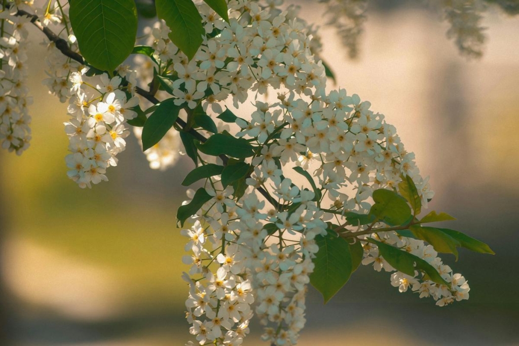 21 квітня: Радониця - що не можна робити вдома і на кладовищі у головний поминальний день
