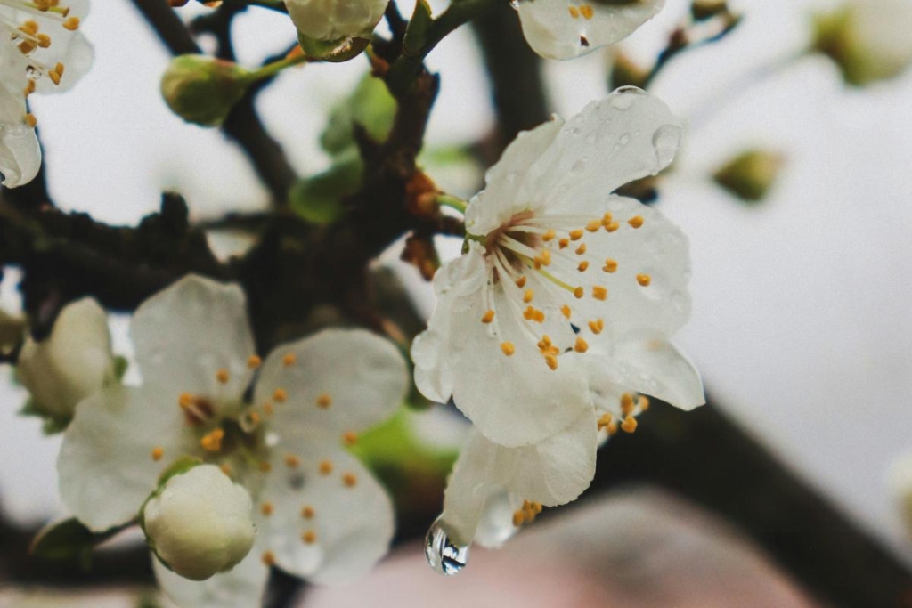 22 квітня: церковне свято сьогодні - головна заборона Громничної середи