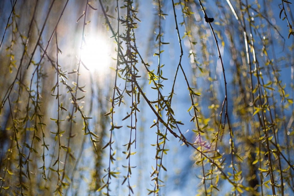 4 квітня: яке церковне свято, скільки гілочок верби нести до храму і чого не можна робити