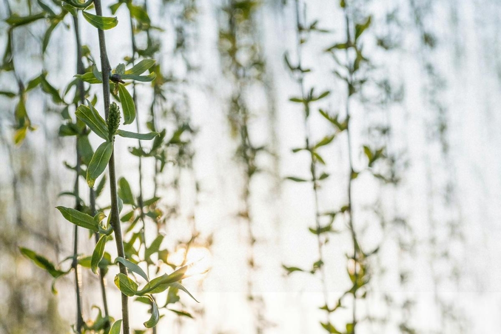 5 квітня: велике церковне свято, що робити з освяченою вербою після церкви