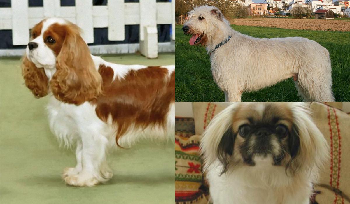 5 порід собак, які найкраще ладнають із котами