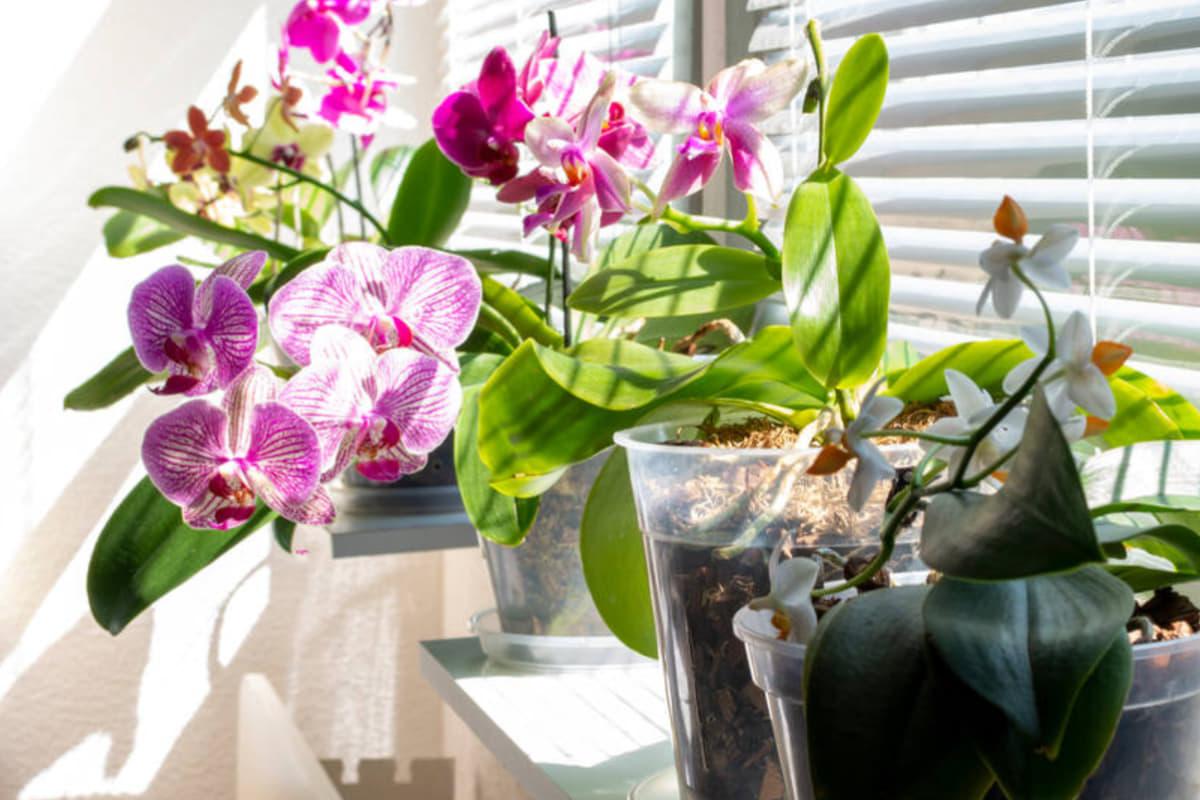 5 таємних порад від фахівців для швидшого цвітіння ваших рослин 1 5 секретних порад від експертів, які змусять ваші рослини розквітнути швидше