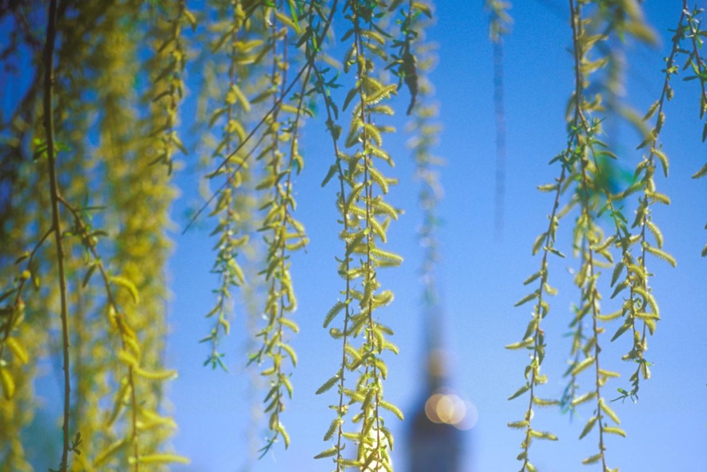 7 квітня: церковне свято, Великий вівторок та Благовіщення - основні заборони дня 2 7 квітня: церковне свято сьогодні, Великий вівторок і Благовіщення - головні заборони дня