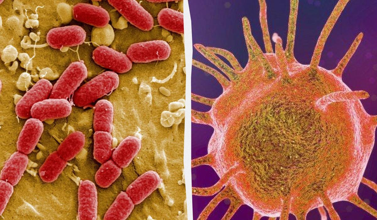 5000-річна бактерія виявилася резистентною до сучасних антибіотиків: що це означає 1 Бактерія віком 5000 років виявилася стійкою до сучасних антибіотиків: що це означає