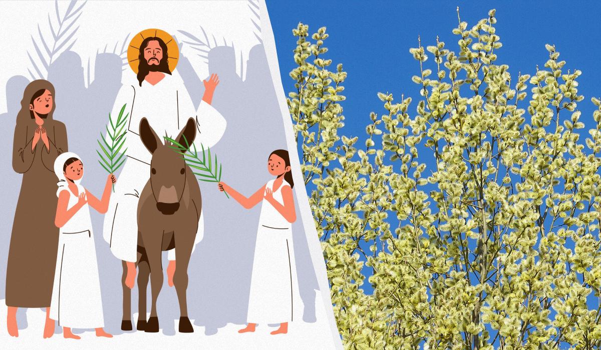 Різниця між "вербою" та "івою": зв'язок з Вербною неділею 1 Чи є різниця між "вербою" та "івою": як це пов'язано з Вербною неділею