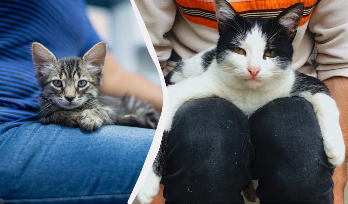 Чому кішка постійно сидить або лежить на людині: що це означає