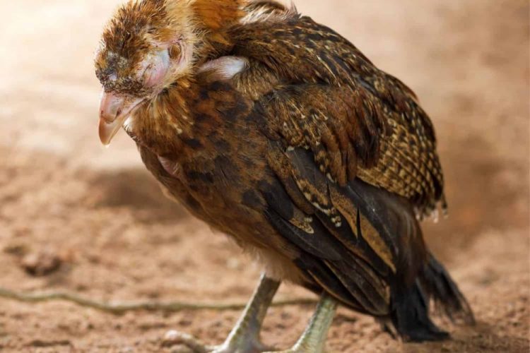 Чому курчата опускають свої крила: причини, ознаки та заходи порятунку 1