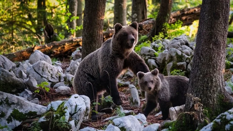 Де мешкає бурий ведмідь: світовий ареал і улюблені місця 1