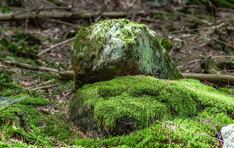 ФБР покарало грабіжників гробниць за допомогою моху - як це вдалося - що зробили науковці 1