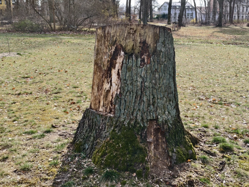 Ігровий смартфон Vivo за $800 перевершив iPhone 17 та Samsung Galaxy S25 Ultra за якістю знімків. 6