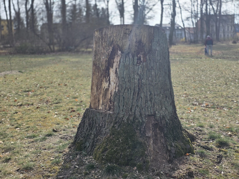 Ігровий смартфон Vivo за $800 перевершив iPhone 17 та Samsung Galaxy S25 Ultra за якістю знімків. 7