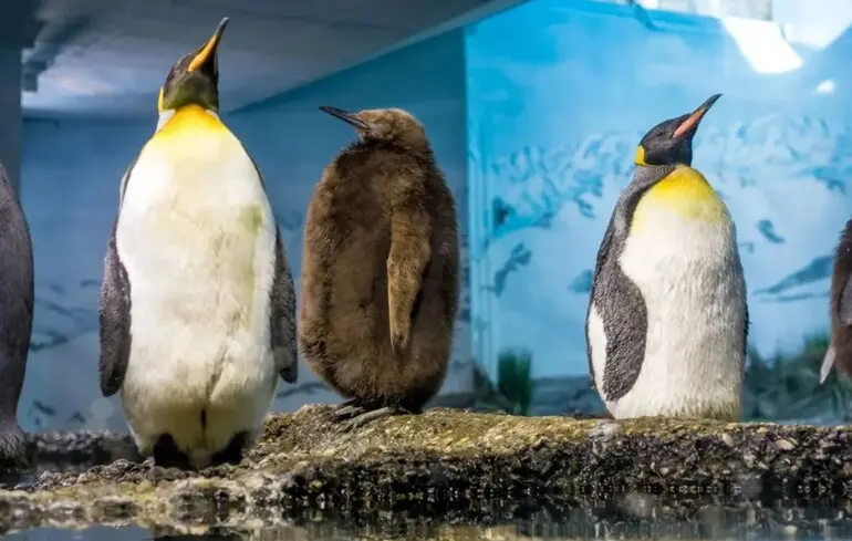 Як утримання в зоопарку впливає на пінгвінів - пінгвіни старіють швидше, ніж їхні дикі родичі. 1