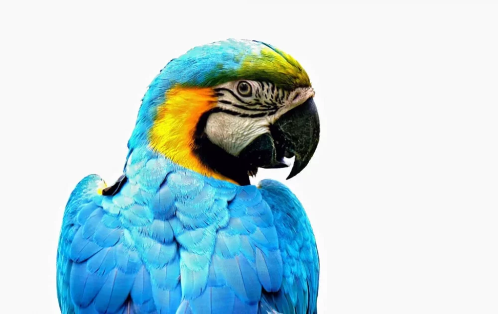 Як вибрати ім'я для папуги: оригінальні ідеї та професійні рекомендації 1