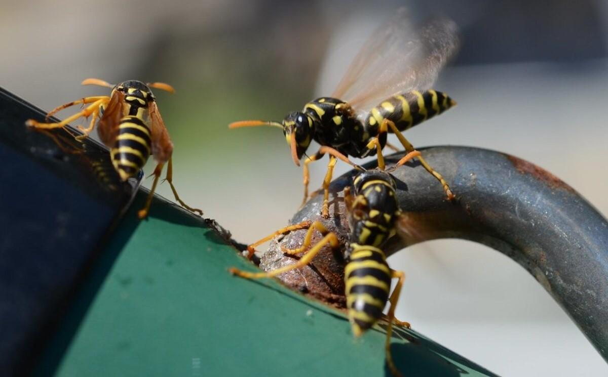 Найболючіший укус у світі: відповідь науковців 1 Який укус найболючіший у світі: науковці дали відповідь