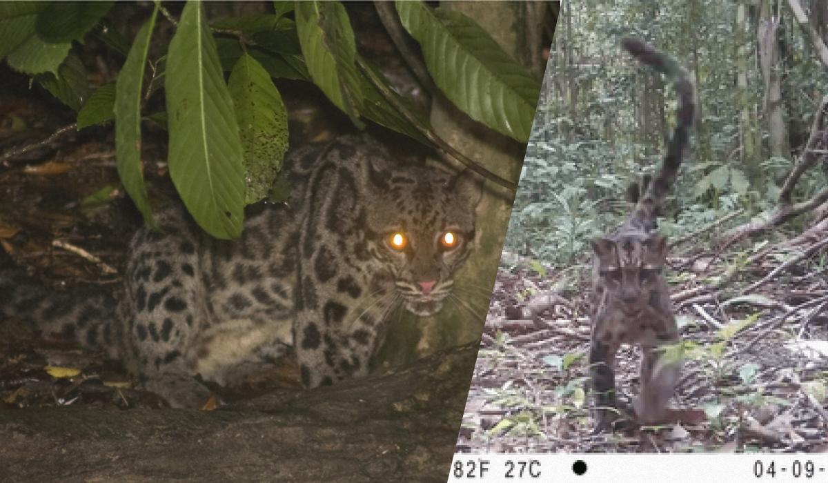 Камера "піймала" мати та дитинчат леопардів на Борнео: це перші знімки у світі 1 Камера "піймала" мати та дитинчат леопардів на Борнео: це перші знімки у світі