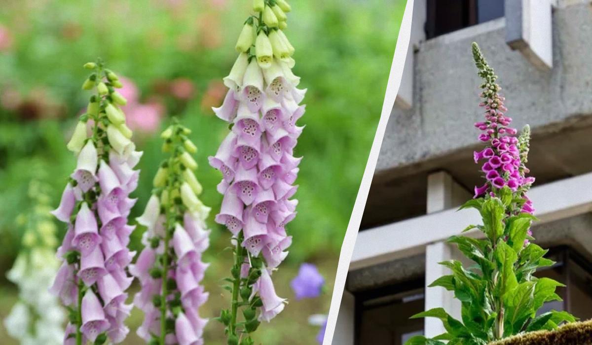 Прекрасна садова рослина - одна з найотруйніших у світі, але вона назавжди трансформувала медицину. 1 Красива садова квітка - одна з найотрутніших у світі, але вона назавжди змінила медицину